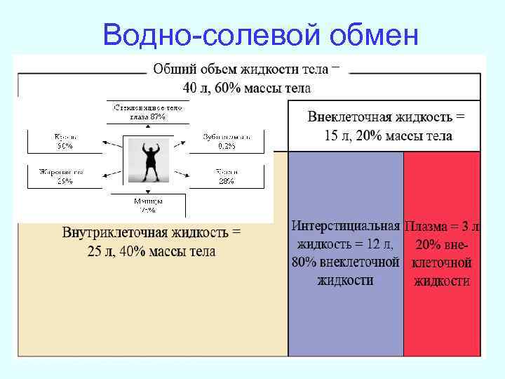 Водно-солевой обмен 