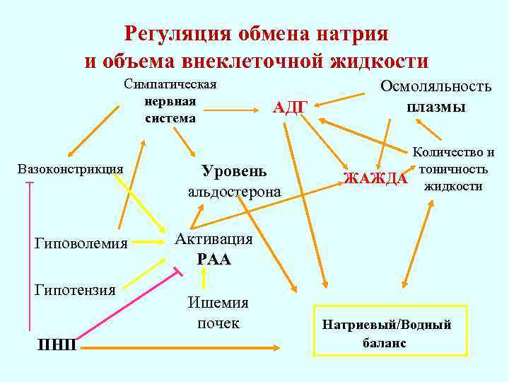 Регуляция обмена натрия и объема внеклеточной жидкости Симпатическая нервная система Вазоконстрикция Гиповолемия Гипотензия ПНП