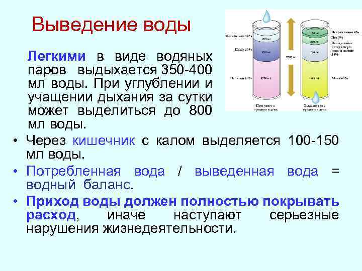Выведение воды Легкими в виде водяных паров выдыхается 350 -400 мл воды. При углублении