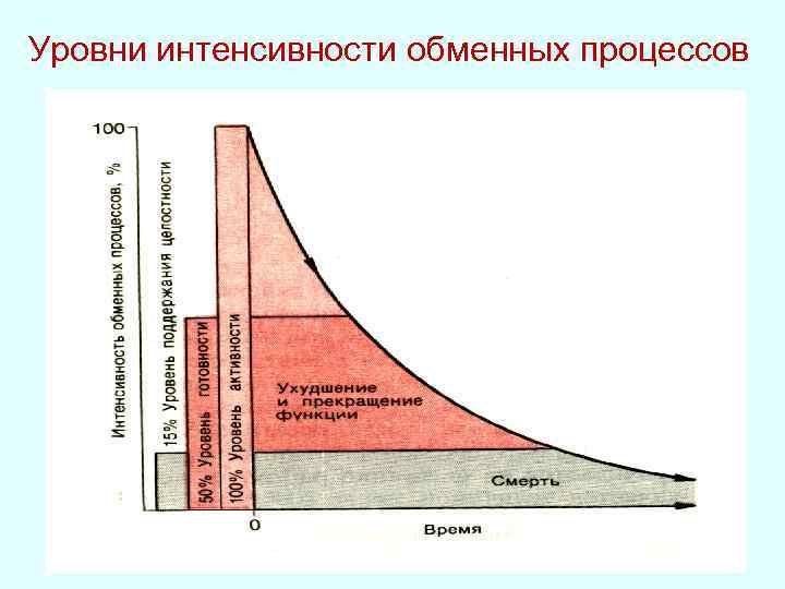 Уровни интенсивности обменных процессов 