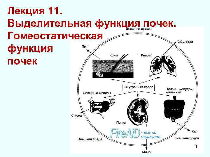 Лекция 11. Выделительная функция почек. Гомеостатическая функция почек 1 