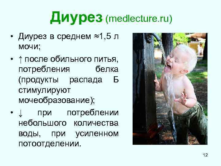 Диурез (medlecture. ru) • Диурез в среднем ≈1, 5 л мочи; • ↑ после