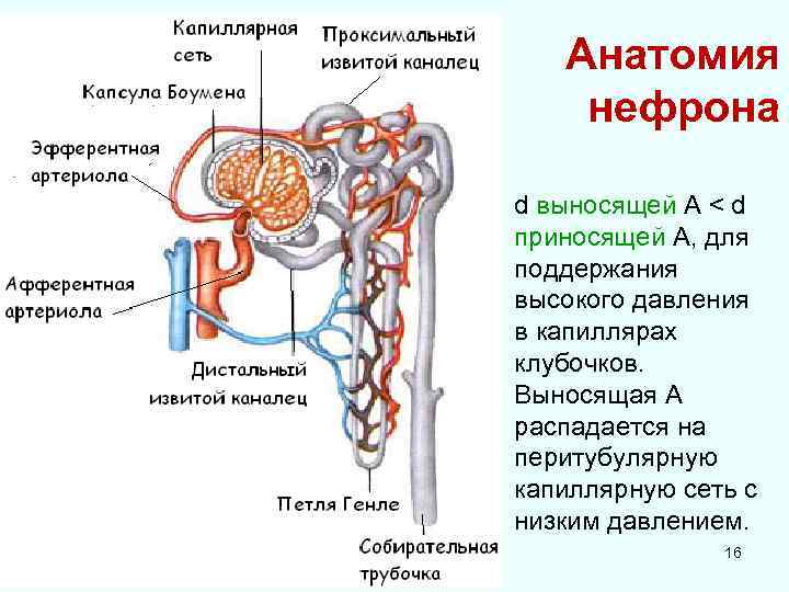 Анатомия нефрона d выносящей А < d приносящей А, для поддержания высокого давления в