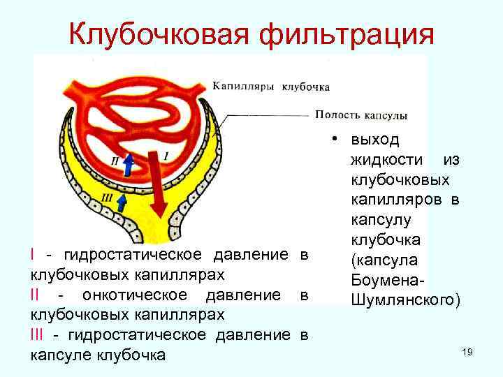 Клубочковая фильтрация I - гидростатическое давление в клубочковых капиллярах II - онкотическое давление в