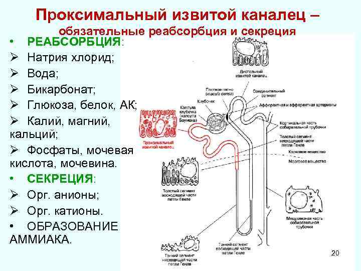 Проксимальный извитой каналец – обязательные реабсорбция и секреция • РЕАБСОРБЦИЯ: Ø Натрия хлорид; Ø