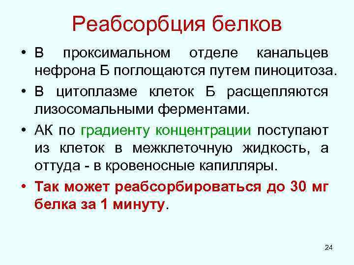 Реабсорбция белков • В проксимальном отделе канальцев нефрона Б поглощаются путем пиноцитоза. • В