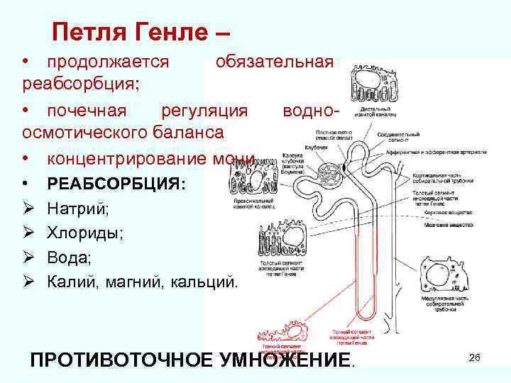 Петля Генле – • продолжается обязательная реабсорбция; • почечная регуляция водноосмотического баланса • концентрирование