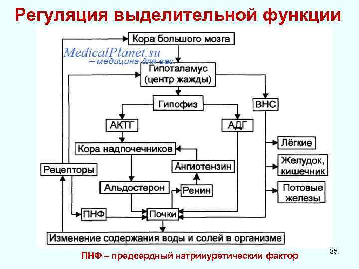 Регуляция выделительной функции ПНФ – предсердный натрийуретический фактор 35 