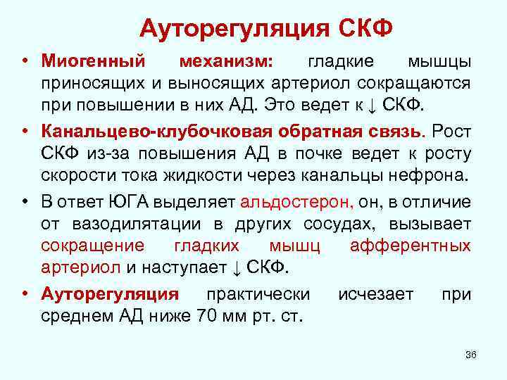 Ауторегуляция СКФ • Миогенный механизм: гладкие мышцы приносящих и выносящих артериол сокращаются при повышении