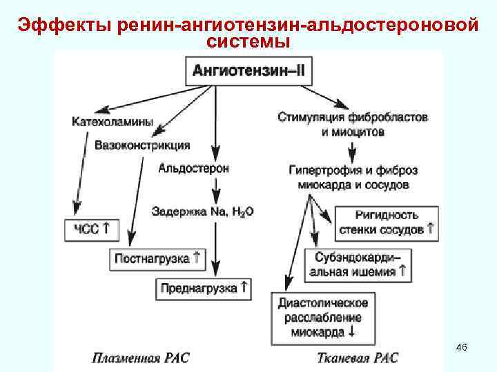 Эффекты ренин-ангиотензин-альдостероновой системы 46 