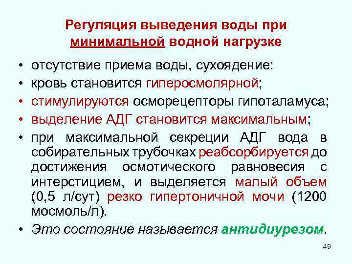 Регуляция выведения воды при минимальной водной нагрузке • • • отсутствие приема воды, сухоядение: