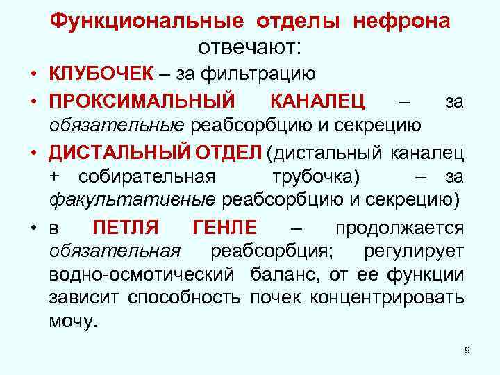 Функциональные отделы нефрона отвечают: • КЛУБОЧЕК – за фильтрацию • ПРОКСИМАЛЬНЫЙ КАНАЛЕЦ – за