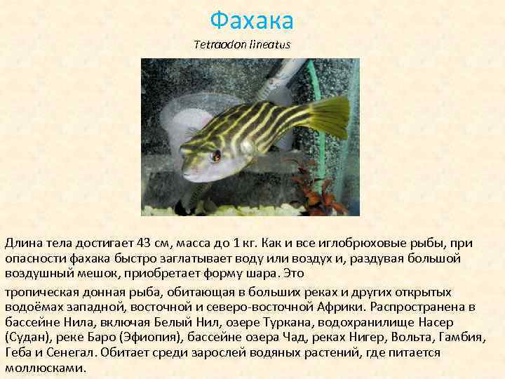 Фахака Tetraodon lineatus Длина тела достигает 43 см, масса до 1 кг. Как и