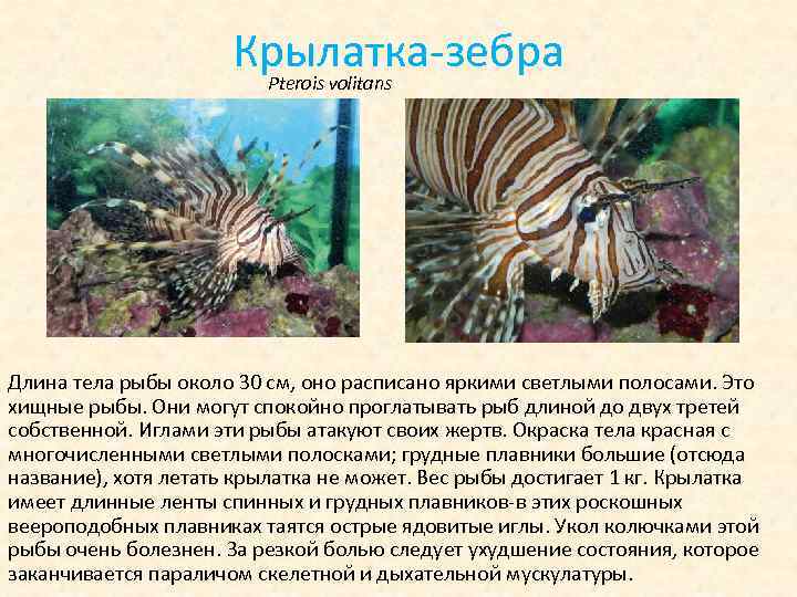 Крылатка-зебра Pterois volitans Длина тела рыбы около 30 см, оно расписано яркими светлыми полосами.