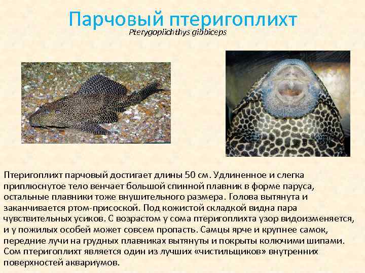 Парчовый птеригоплихт Pterygoplichthys gibbiceps Птеригоплихт парчовый достигает длины 50 см. Удлиненное и слегка приплюснутое