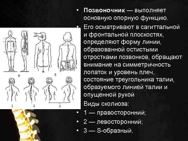 Сагиттальный размер шейного отдела