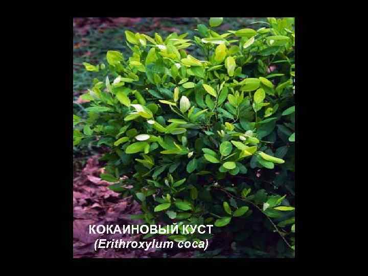 КОКАИНОВЫЙ КУСТ (Erithroxylum coca) 