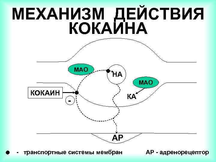 МЕХАНИЗМ ДЕЙСТВИЯ КОКАИНА МАО КОКАИН КА - АР - транспортные системы мембран АР -