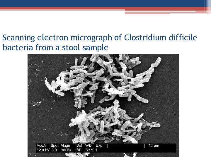 Scanning electron micrograph of Clostridium difficile bacteria from a stool sample 