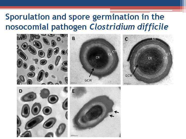 Sporulation and spore germination in the nosocomial pathogen Clostridium difficile 