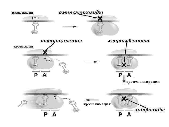 аминогликозиды инициация тетрациклины хлорамфеникол элонгация Р А транспептидация транслокация Р А макролиды 