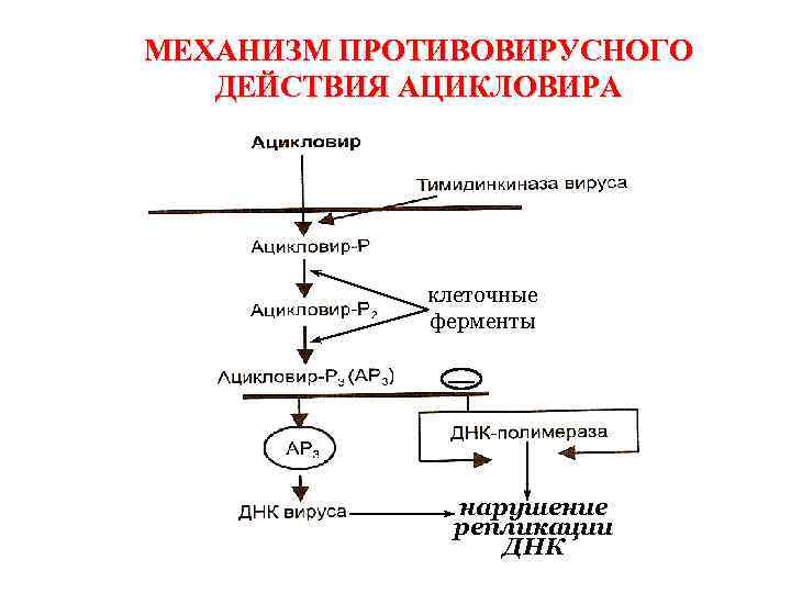 МЕХАНИЗМ ПРОТИВОВИРУСНОГО ДЕЙСТВИЯ АЦИКЛОВИРА клеточные ферменты — нарушение репликации ДНК 