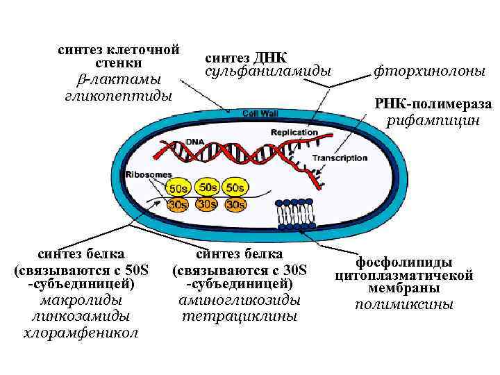 синтез клеточной стенки -лактамы гликопептиды синтез белка (связываются с 50 S -субъединицей) макролиды линкозамиды