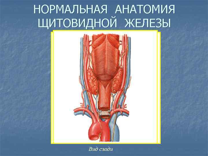 НОРМАЛЬНАЯ АНАТОМИЯ ЩИТОВИДНОЙ ЖЕЛЕЗЫ Вид сзади 