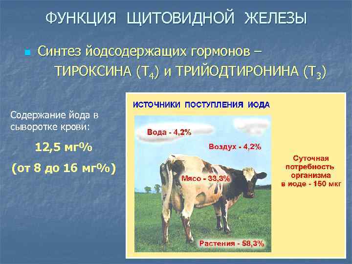 ФУНКЦИЯ ЩИТОВИДНОЙ ЖЕЛЕЗЫ n Синтез йодсодержащих гормонов – ТИРОКСИНА (Т 4) и ТРИЙОДТИРОНИНА (Т