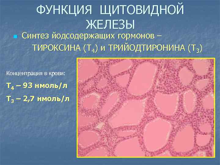 ФУНКЦИЯ ЩИТОВИДНОЙ ЖЕЛЕЗЫ n Синтез йодсодержащих гормонов – ТИРОКСИНА (Т 4) и ТРИЙОДТИРОНИНА (Т