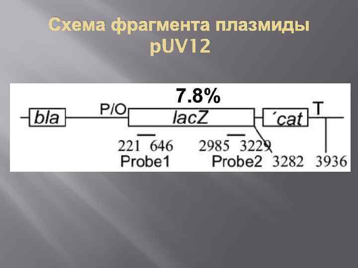 Схема фрагмента плазмиды p. UV 12 