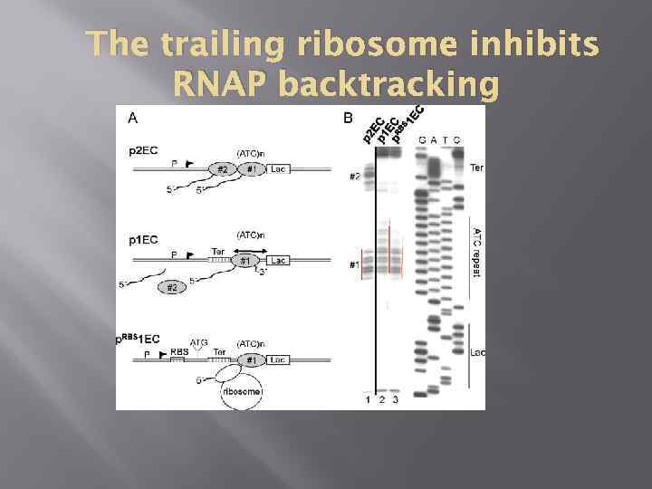 The trailing ribosome inhibits RNAP backtracking 