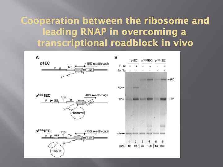 Cooperation between the ribosome and leading RNAP in overcoming a transcriptional roadblock in vivo