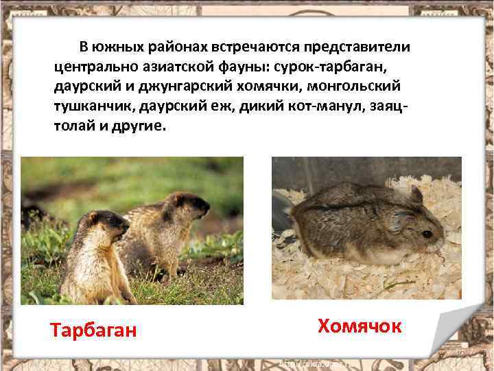 В южных районах встречаются представители центрально азиатской фауны: сурок-тарбаган, даурский и джунгарский хомячки, монгольский