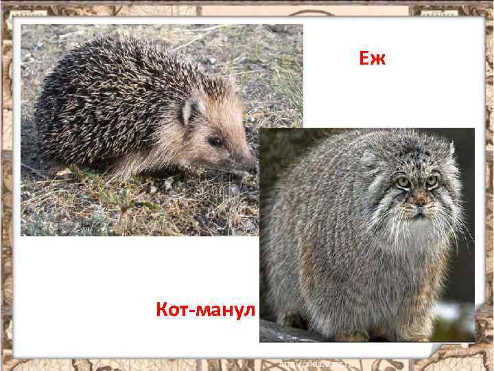 Еж Кот-манул 11 