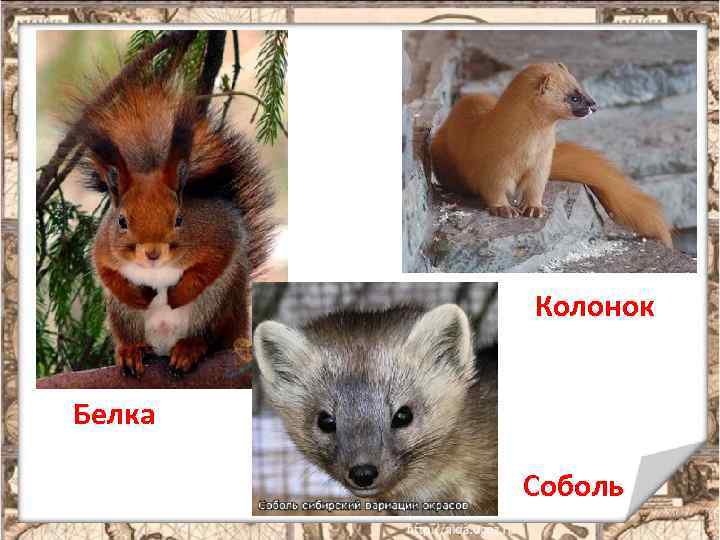 Колонок Белка Соболь 4 