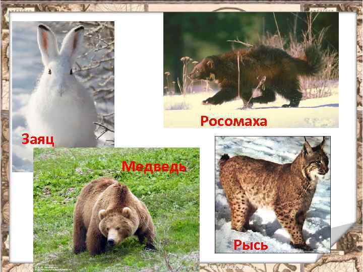 Росомаха Заяц Медведь Рысь 5 
