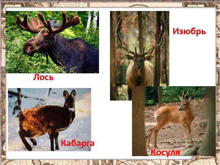 Изюбрь Лось Кабарга Косуля 6 