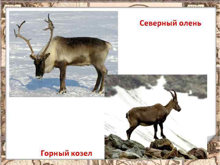 Северный олень Горный козел 7 