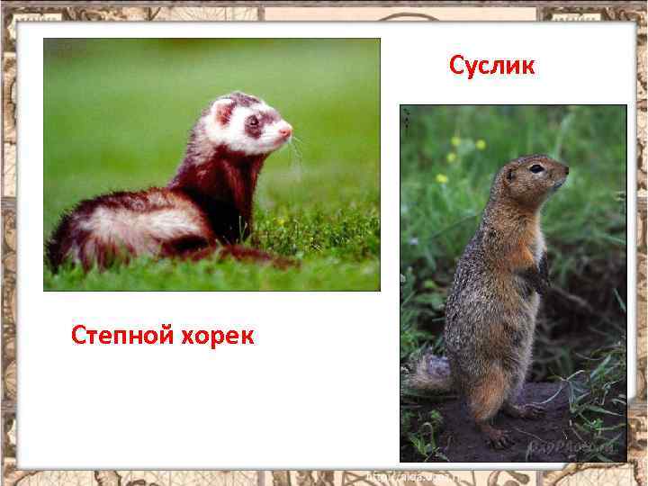 Суслик Степной хорек 9 