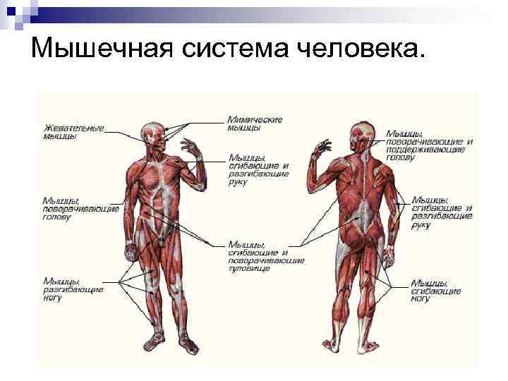 Мышечная система человека. 