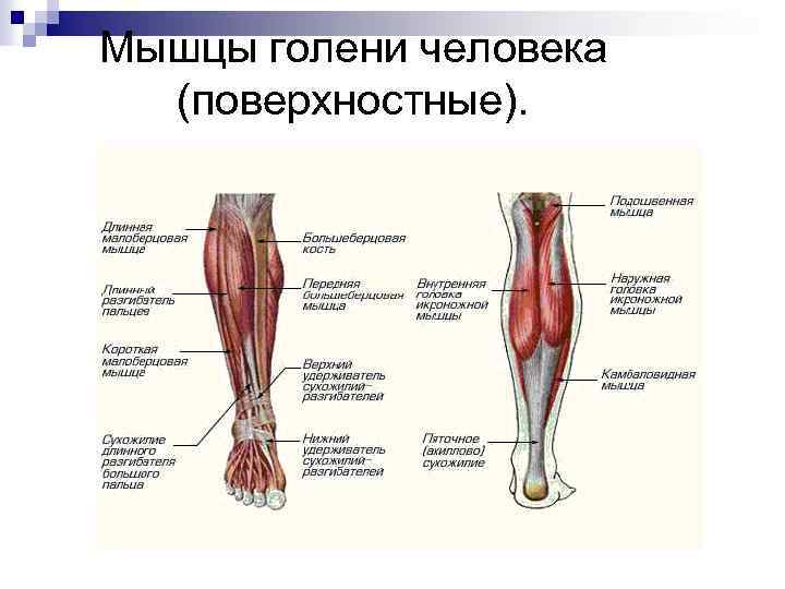 Мышцы голени человека (поверхностные). 