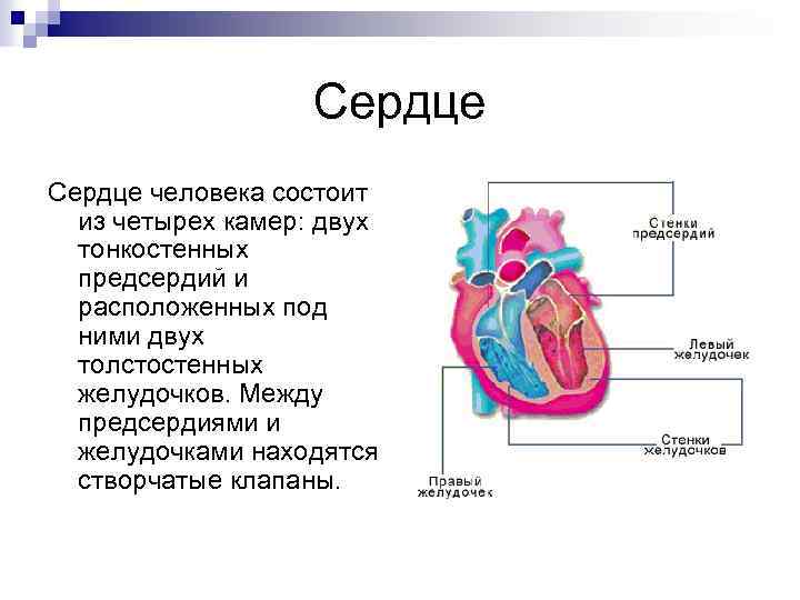 Сердце человека состоит из четырех камер: двух тонкостенных предсердий и расположенных под ними двух