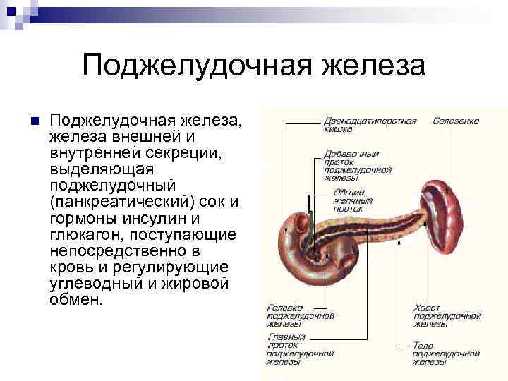 Поджелудочный сок содержит ферменты