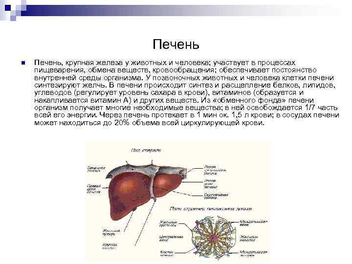 Печень n Печень, крупная железа у животных и человека; участвует в процессах пищеварения, обмена