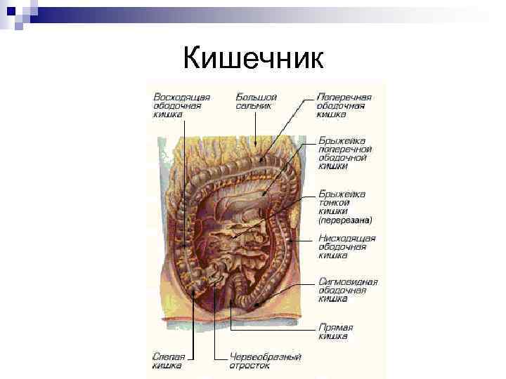 Строение кишечника человека