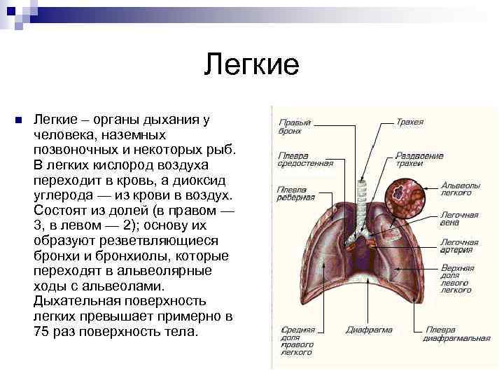 Легкое описание картинки