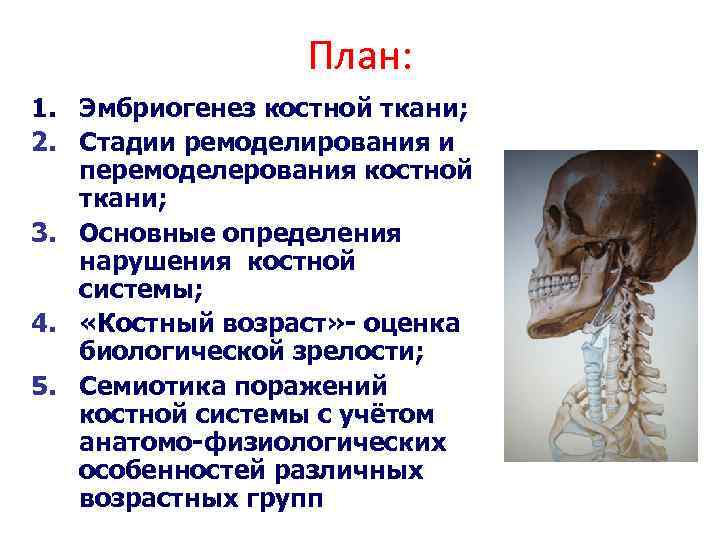 План: 1. Эмбриогенез костной ткани; 2. Стадии ремоделирования и перемоделерования костной ткани; 3. Основные