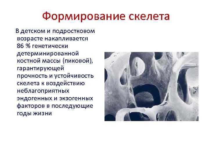 Формирование скелета В детском и подростковом возрасте накапливается 86 % генетически детерминированной костной массы