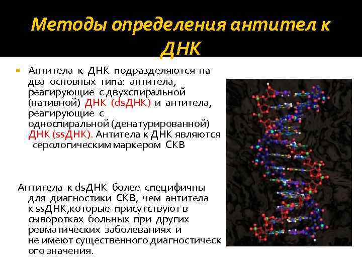 Методы определения антител к ДНК Антитела к ДНК подразделяются на два основных типа: антитела,